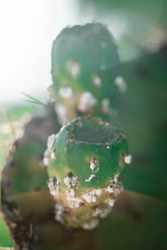 Brote de nopal a contraluz con insectos cochinilla en enfoque suave