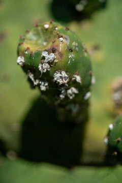 Insectos cochinilla agrupados en brote de nopal, fotograf&iacute;a macro