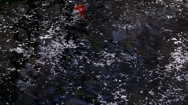 桜の花びらが流れる川面と鯉