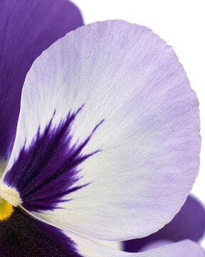 White and Purple Pansy Petal Macro Close Up with Delicate Natural Texture on White Background