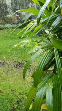 Raindrops falling on lady palm leaves (Rhapis excelsa). Vertical video of tropical plant foliage during a light rain shower.