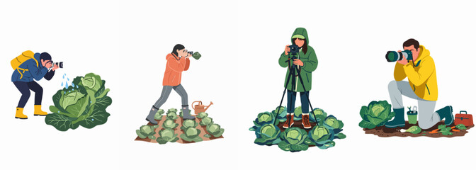 Fototapeta premium Flat Vector Illustration Set of Photographers Capturing Images of Fresh Cabbages in a Vegetable Garden Using Various Cameras and Techniques.