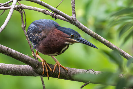 Green heron perched in a tree.