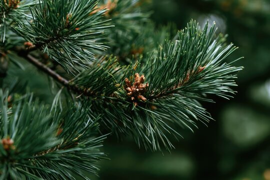 Close-up of dark green pine needles and small cones on a branch