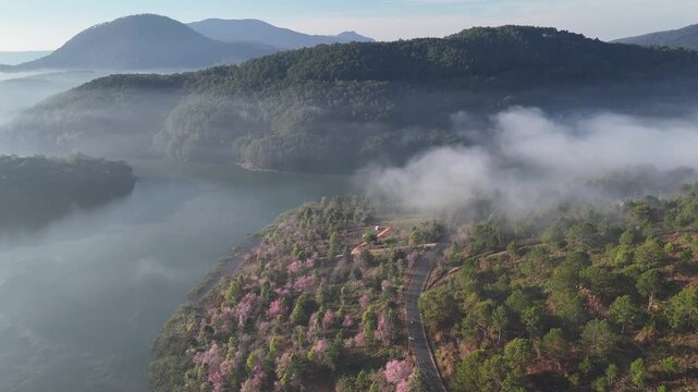 Beautiful drone shot of a Winding Road lined with pink Cherry Blossoms under thick Morning Mist and clouds over Tuyen Lam Lake in Dalat, Central Highlands of Vietnam. Beautiful spring travel landscape