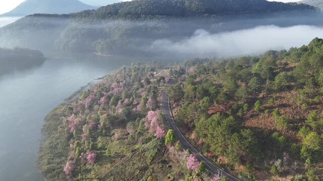 Beautiful drone shot of a Winding Road lined with pink Cherry Blossoms under thick Morning Mist and clouds over Tuyen Lam Lake in Dalat, Central Highlands of Vietnam. Beautiful spring travel landscape