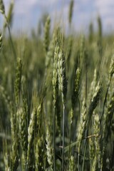Fototapeta premium Wheat spikes growing in field outdoors, closeup