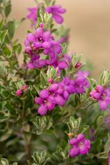 Fototapeta premium Texas Silver Sage