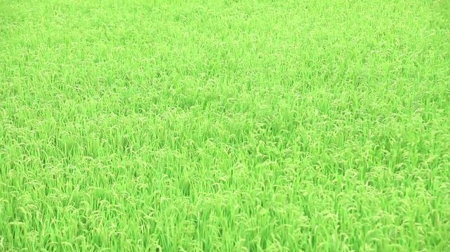 風に揺れる稲穂