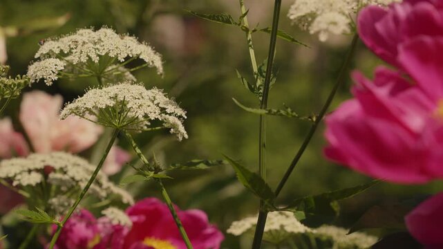Vibrant pink peony flowers sway gently alongside wild carrot leaves as natural pollinators hover nearby. Perfect for serene gardening content, organic brand visuals, and summer b-roll.
