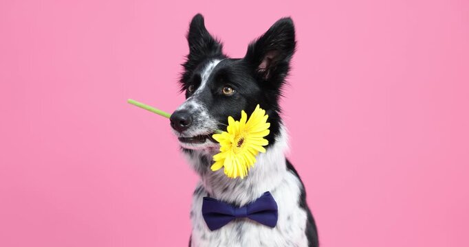 Adorable Border Collie dog with gerbera flower and bow tie on pink background