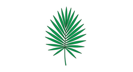 Fototapeta premium Tropical Green Fan Palm Leaf Isolated on White Background for Exotic Botanical Design and Nature Decor