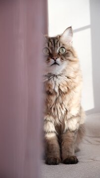Cashmere Bengal cat lounging comfortably at the window on a sunny day. Semi-long-haired cat. Enjoying sun beam, soft shadows crating atmospheric cinematic mood. Relaxing on windowsill. Vertical video