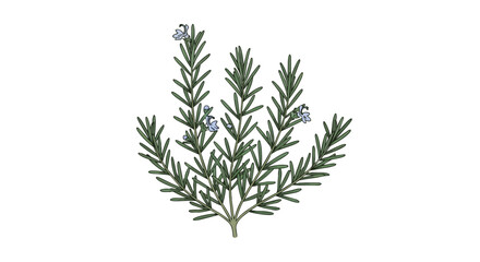 Fototapeta premium Fresh Green Rosemary Bush with Tiny Blue Flowers Isolated Botanical Illustration for Herbal Cooking
