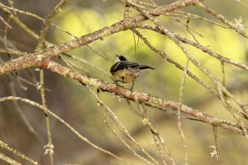 Con la mirada hacia arriba un Carbonero común (Parus major) © FranciscoJose