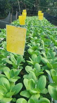 Vertical video of fresh organic hydroponic vegetables in a greenhouse farm, sustainable agriculture concept.