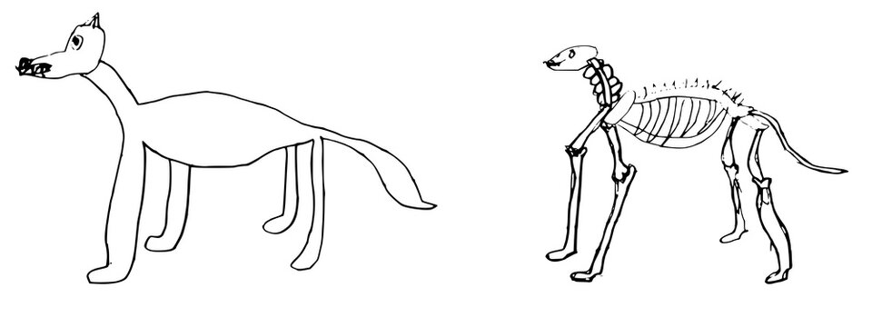 Pencil drawing of a dog and its skeleton