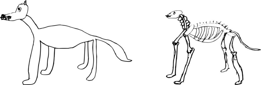 Pencil drawing of a dog and its skeleton