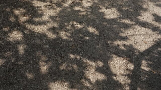 Dappled shadows of tree branches and leaves cast on dry sandy gravel ground surface in sunlight
