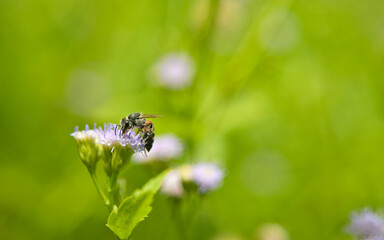 Bee Feeding on Purple Wildflower in Green Natural Background © Dam0n lexip