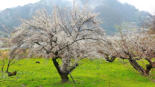ろうかく梅園の梅の花