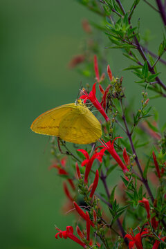 Flame Acanthus and Phoebus Agarithe butterfly