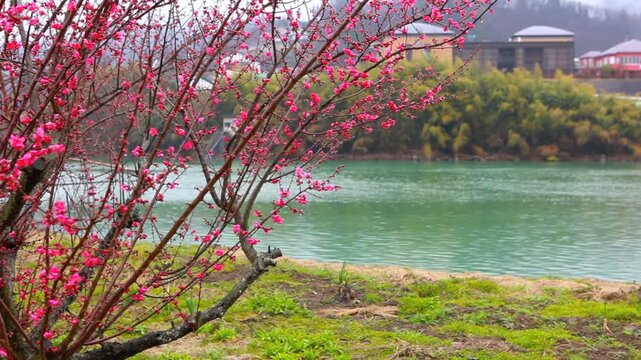 紅梅咲くろうかく梅園とろうかく湖