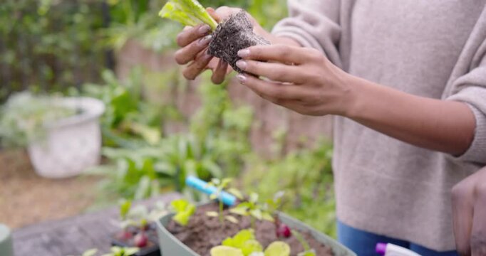 African American couple lifting lettuce plug from black tray, digging hole with trowel into planter