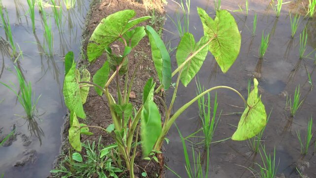 Large taro leaves swaying in breeze near muddy pond.