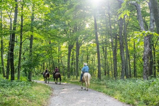 horse riding in the forest