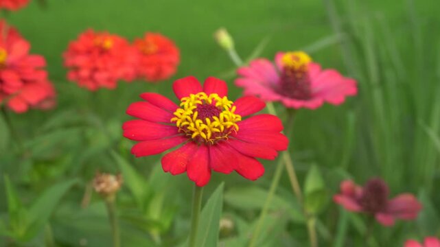 Red zinnia in focus with pink and orange blooms blurred behind, swaying softly in the wind across lush green field.