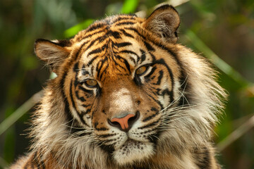 Obraz premium Close up of captive Sumartrin Tiger