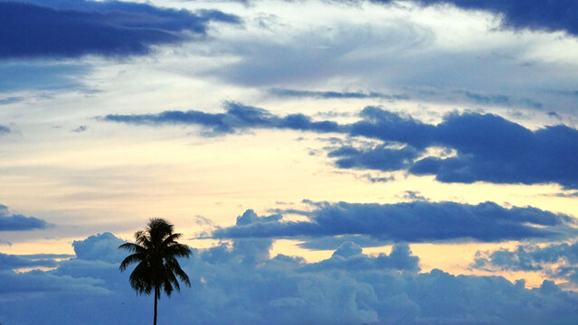 A lone coconut palm tree silhouetted against a dramatic evening sky as dark clouds slowly drift across the horizon. Soft golden light shines through the clouds, creating a peaceful and atmospheric tro