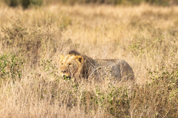 Fototapeta premium Maned male African lion in Amboseli National Park in Kenya Africa