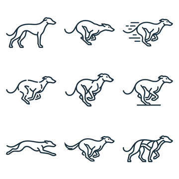 Greyhound Dog Running Various Poses.