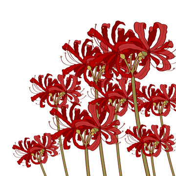 Red spider lily vector illustration
