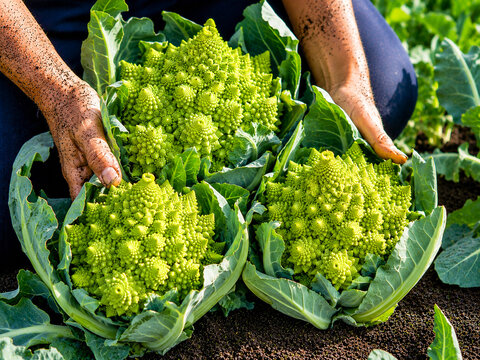 Fresh Romanesco Cauliflower Harvested In Field