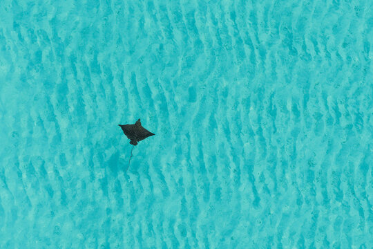 Aerial view of an eagle ray swimming in the crystal clear turquoise waters of the lagoon in Vashafaru, Haa Alif Atoll, Maldives.