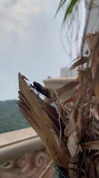 Macro of rare butterfly cicada Talainga binghami with red eyes singing sound vertical video.
