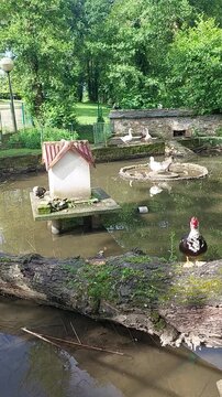 Muscovy ducks swimming in a river current vertical overhead shot