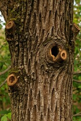 Obraz premium Closeup of a thick walnut tree trunk with rough textured bark covered in patches of green moss. Several small, cut branch stubs and a large knot hole create interesting details on the aged wood.
