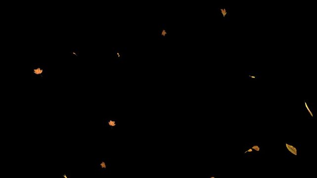 A 4K, 60 fps video of realistic 3D render of falling leaves gently floating in the air with depth of field on transparent background, alpha channel.