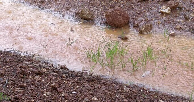 A refreshing close-up view of rain nourishing vibrant green grass in a natural field. Highlighting the rejuvenating power of nature, ecological growth, and healthy vibrant botanical life.