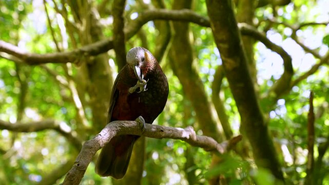 Detailed wildlife image of New Zealand forest parrot