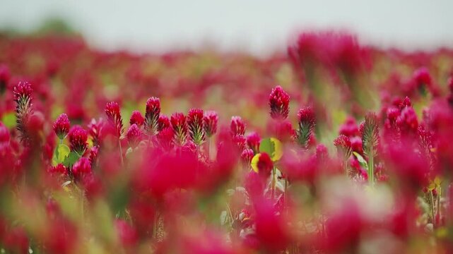Close-up view of red incarnate clover blooms swaying gently as bee exits frame