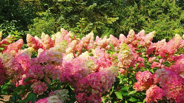 Slow motion captures pink hydrangea clusters swaying gracefully in summer breeze