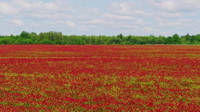 Drone flies above flowering incarnate clover field revealing natural patterns