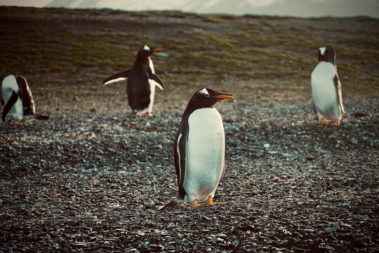 Ping&uuml;inos papua en Isla Martillo