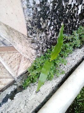 This plant has characteristics like buffalo grass (Paspalum conjugatum) which is often found growing wild as a weed.