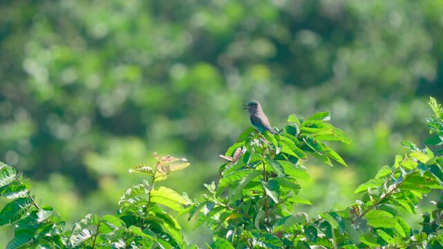 An authentic Indian roller bird perched on a vibrant green tree branch, chirping in a lush forest environment.